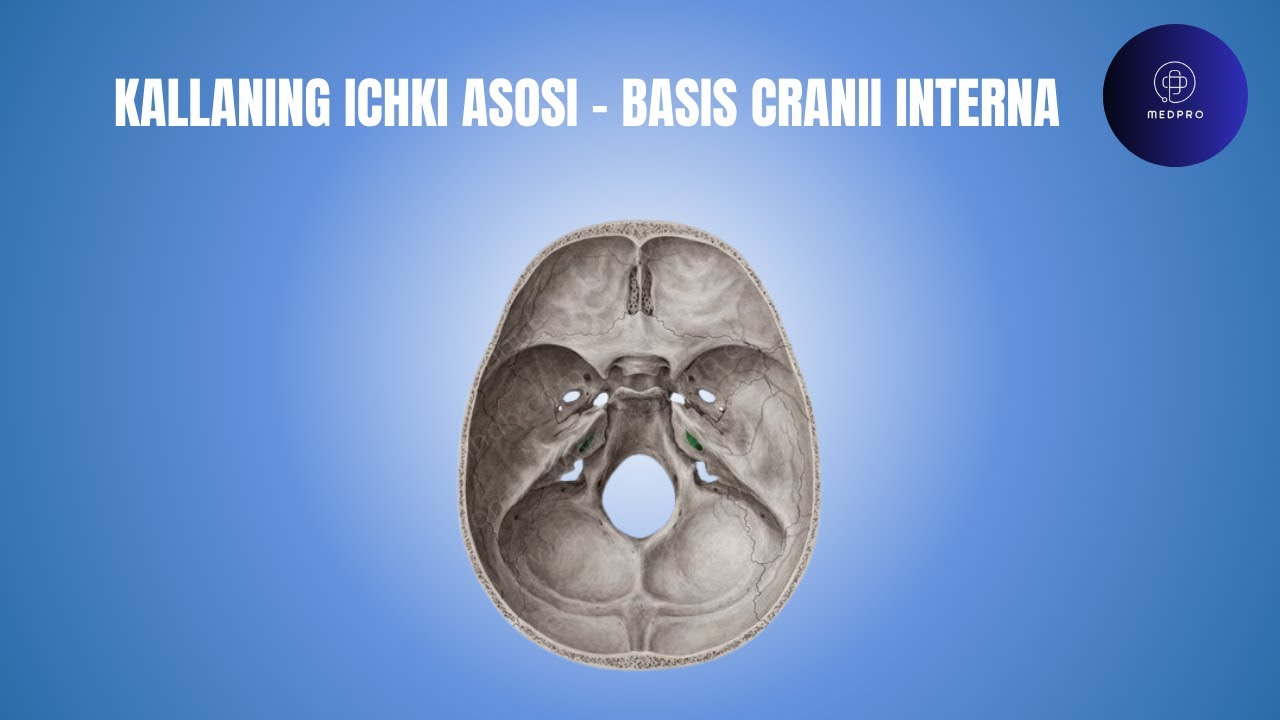 Kallaning ichki asosi - Basis cranii interna