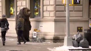 Голодный  медведь в Нью Йорке