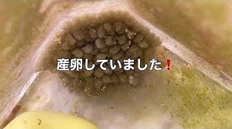 タカラガイ Youtube