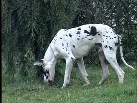 Lunivers Du Chien De Garde
