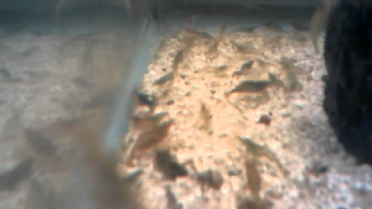 Freshwater Feeder Shrimp Tank Youtube
