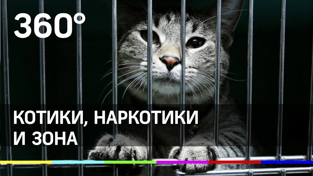 Слушать котики наркотики Слушать котики наркотики курим марихуаны