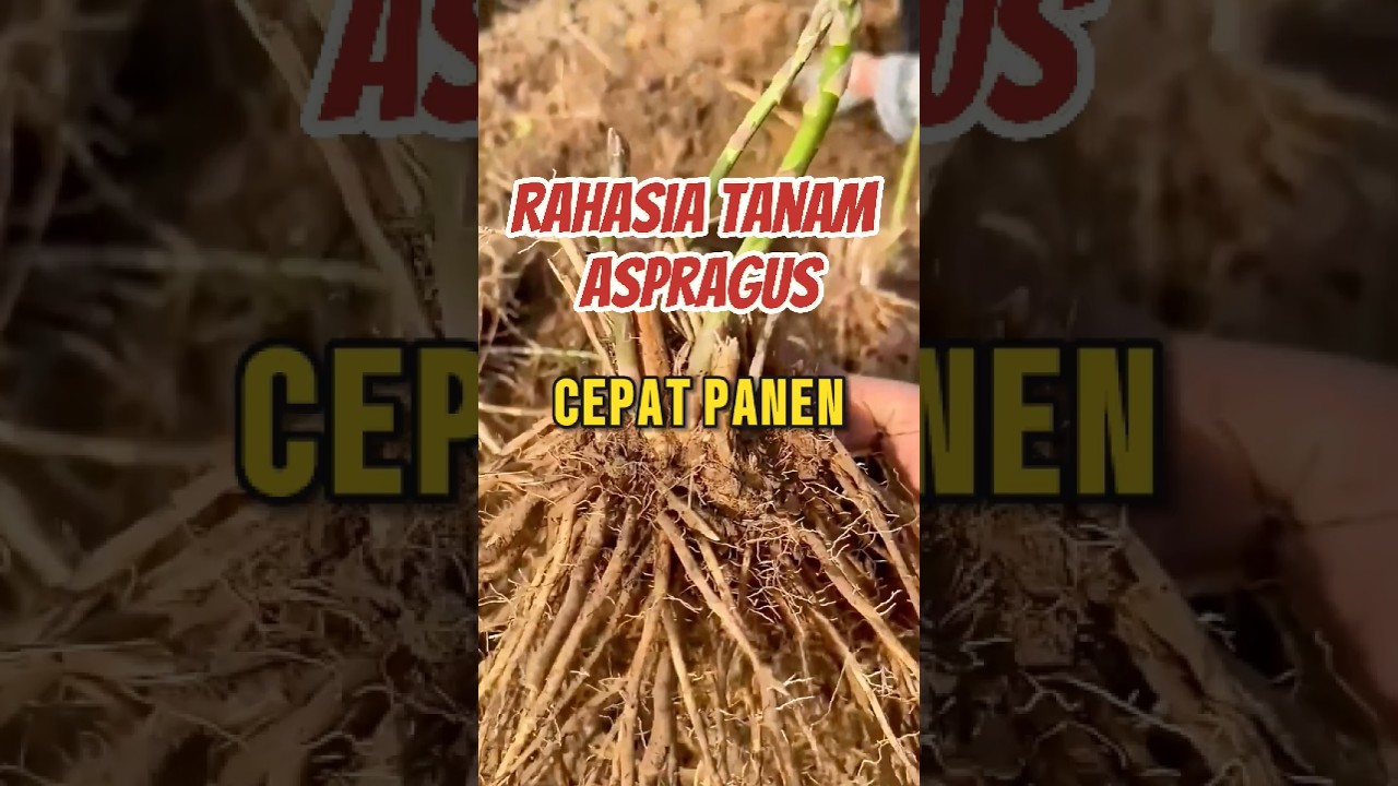 Rahasia Tanam Asparagus Biar Cepat Panen