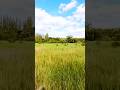 @Yarinka Beautiful Ukrainian country side outside Kremenchuk #countryside #ukraine #shorts