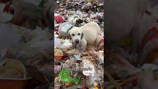 Rescue a stray Labrador Retriever that are suffering Hepatic ascites