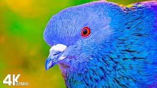 4K VIDEO (ULTRAHD) 🐦🐦BEAUTIFUL MACAW PARROTS WITH RELAXATION MUSIC 4K UHD TV SCREENSAVER screenshot 4