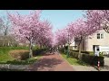 Spring in Houten (Netherlands) — March 2022