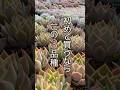 【タネから多肉】ファースト多肉はこれに決まり！ #shorts #エケベリア #観葉植物 #succulent