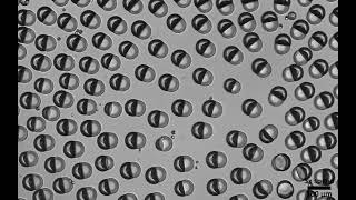 Video 15. Reorientation of Janus droplets in dense cluster using a laser directed energy source.