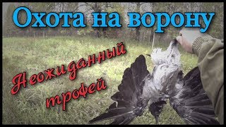 Охота на ворону. Охотился на утку со своей собакой и тут налетела она, серая ворона. Охота на ворону. Охотился на утку со своей собакой и тут налетела она, серая ворона.