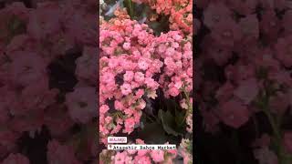 Pembe Kalanşo Çiçeği Tüm İbb Bahçe Marketlerde Herkesi Bekliyoruz