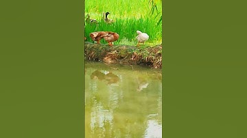 Short Videos Duck #youtubeshorts #shortfeed #shortvideo #viralshort