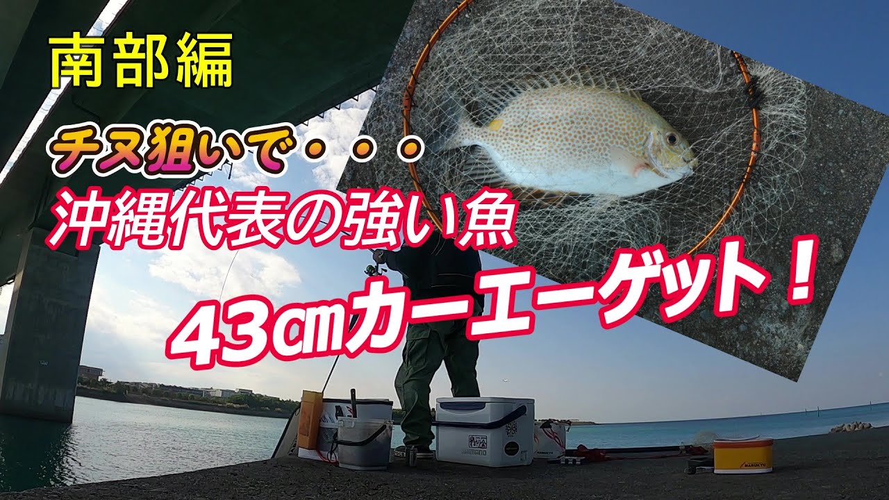 チヌ狙いで沖縄代表の強い魚カーエー43センチゲット！【沖縄釣り】