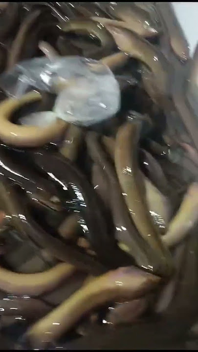 Belut super 21 okt 2024