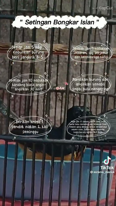 Setingan murai batu bongkar isian