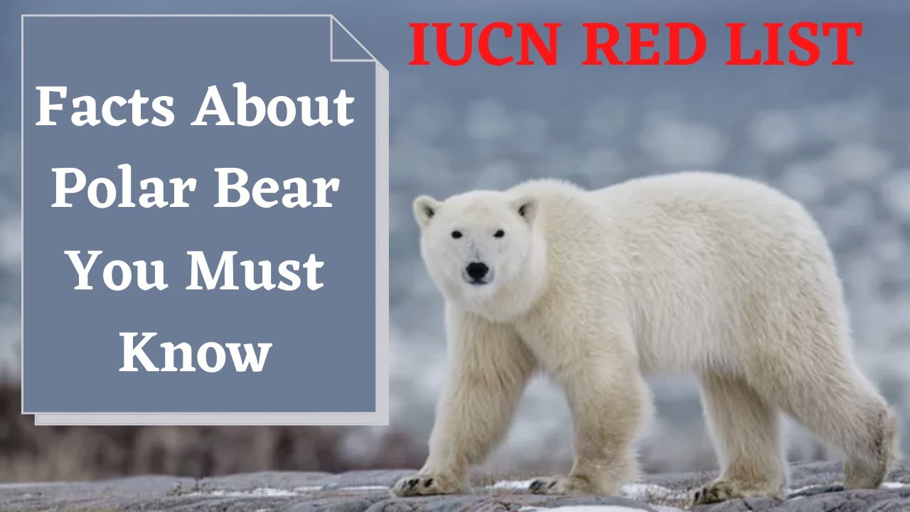 aktivering Mechanics strukturelt Facts You Must Know About Polar Bear || IUCN Red List || Paper 1 NTA UGC  NET || - YouTube