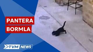 Investigazzjoni dwar “pantera” li dehret taqa’ minn gallarija f’Bormla