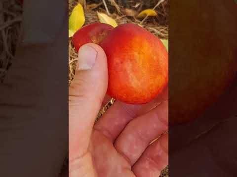 Видео: Harko Nectarine Fruit Trees – Советы по выращиванию нектаринов Harko