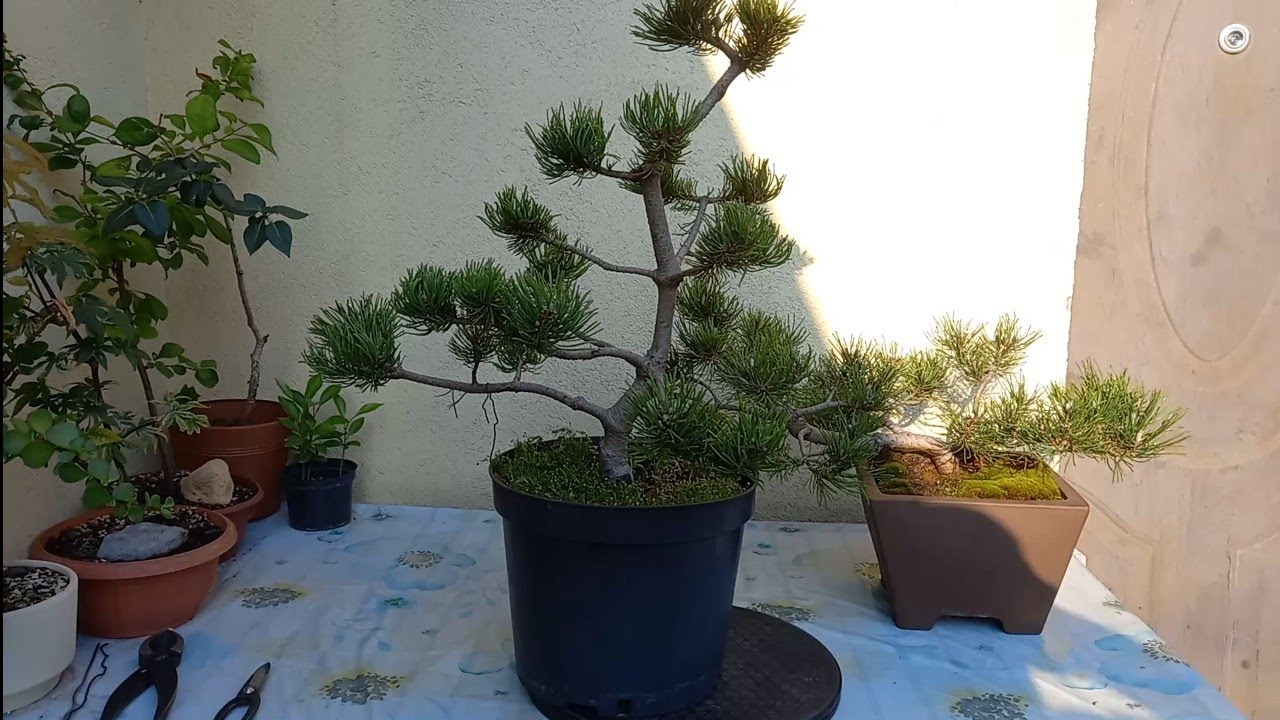 Nasionka i sosny - aktualizacje i rezultaty