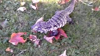 Pitbull attacks tegu lizard Wealth