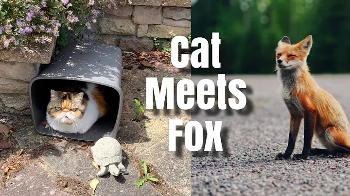 Video 7863191: exotic shorthair cat, exotic shorthair baby, cat meets