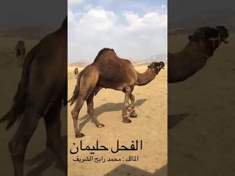 الفحل حليمان من ندر الفحول الساحلية المالك الشريف محمد بن رابح الحرازي