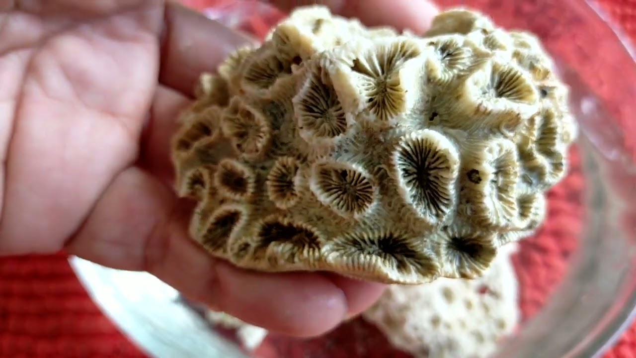 珊瑚石Coral Stone - YouTube