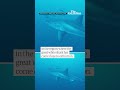 Diver captures rare video of great white shark in Mediterranean Sea