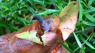 Slug Eating A Leaf