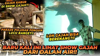 GAJAH BERENANG DI MEGA AQUARIUM SAMPE ADA YANG KABUR DARI KANDANG !! LIAT PARADE PULUHAN PENGUIN !!