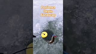 #рыбалка #клюет #окунь #2024 #санктпетербург #fish #fishing #судак #щуказимой #балансиры #блесны #