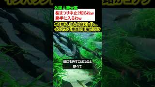 【炎上】「外国人観光客「桜まつり中止?知らねw」押し寄せて迷惑行為…ポイ捨て、他人の庭でトイレ