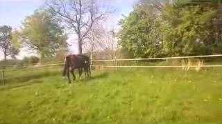 Joy for Annieginn, 2 dagen oud