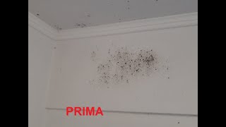 Test Spray Antimuffa Saratoga Z10 Su Pareti Di Un Bagno. Tutorial E Pareri. La Muffa Scompare