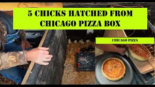 Chicks Hatched from CHICAGO PIZZA BOX / PINEAPPLE PICKLED EGGS / WORLDS BEST PIZZA
