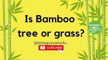 Is Bamboo tree or grass? | Bamboo Day  #biologyexams4u #bamboo