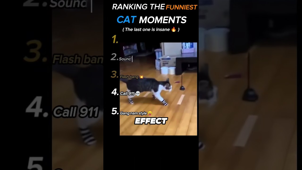 (Последний просто безумный 🌚) Рейтинг самых смешных моментов с котами 🤣😹