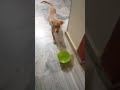 మా simba గాడి ఆకలి వేషాలు చూస్తారా 😄 #dog #starmaaserials #dogshorts #doglove