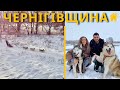 ЧЕРНІГІВСЬКА ОБЛАСТЬ | Дім хаскі. Катаємось на упряжках, живемо в затишному будиночку |ЗАЧЕКІНИЛИСЬ|