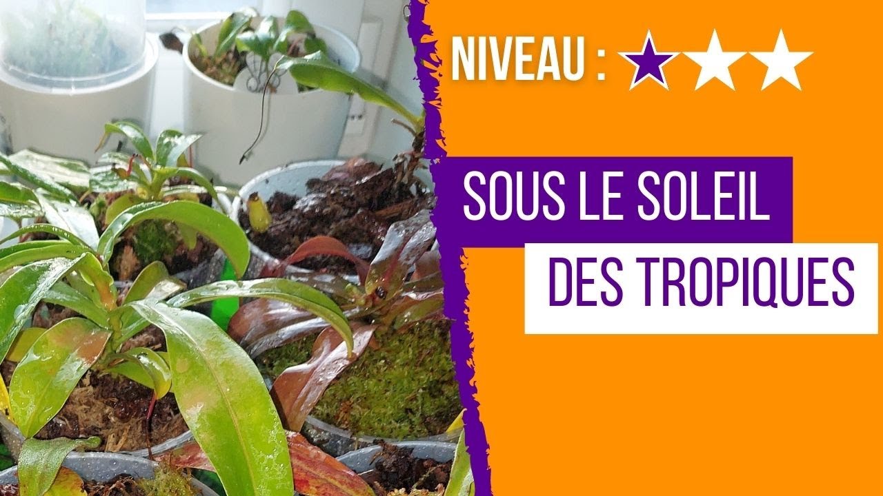 Quel est le meilleur emplacement pour votre Nepenthes ? - Plantes carnivores