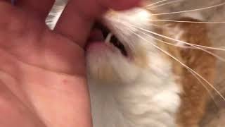 Strawberries Make Cats High
