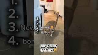 🫣 You Can’t Watch This Without Laughing! 🐱 #cats #animal #shorts #fyp