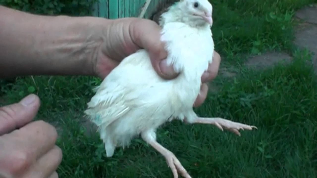№ 17 Определить пол перепела. To determine the sex quail