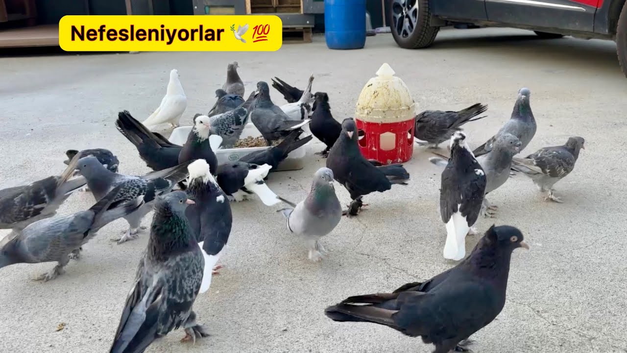 HARİKA BİR AKŞAM UÇUMU 💯 DİŞİ SABUNİ GELDİMİ ? Taklacı Güvercin Oyunkuşu