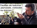 Pourquoi mes plants de tomates ont des feuilles jaunes violettes ou marron 