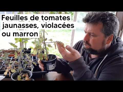 Vidéo: Les plants de tomates jaunissent-ils ? Découvrez la raison