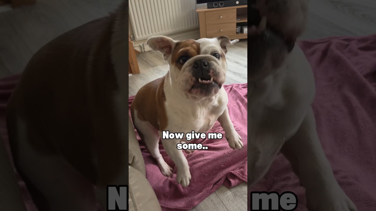 Angry bulldog what did I do wrong?🤨 #bulldog #pets #dog