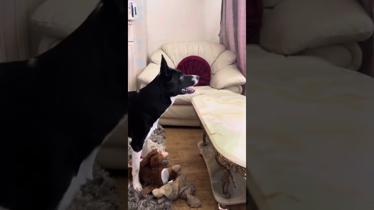 Barney the Tv border collie watching King Kong