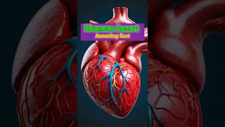Fact about human heart🫀 #facts #heart