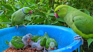 Green Ringneck Parrot Video